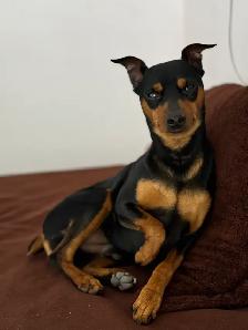 Dog Trainer - Photo 6