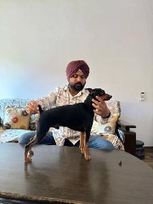 Dog Trainer - Photo 7