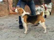 Dog Trainer - Photo 8