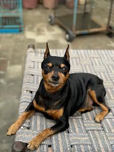 Dog Trainer - Photo 9