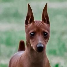 Dog Trainer - Photo 10