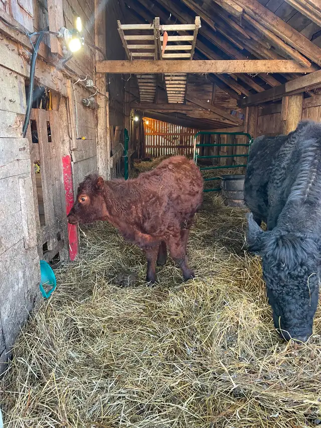 Angus cow and heifer