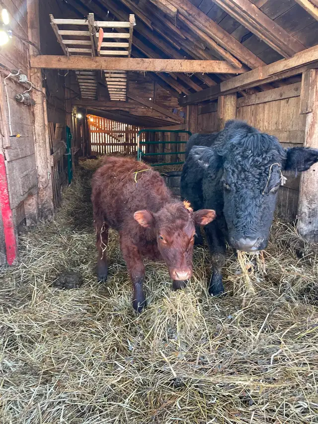 Angus cow and heifer - Photo 2