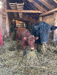 Angus cow and heifer - Photo 2