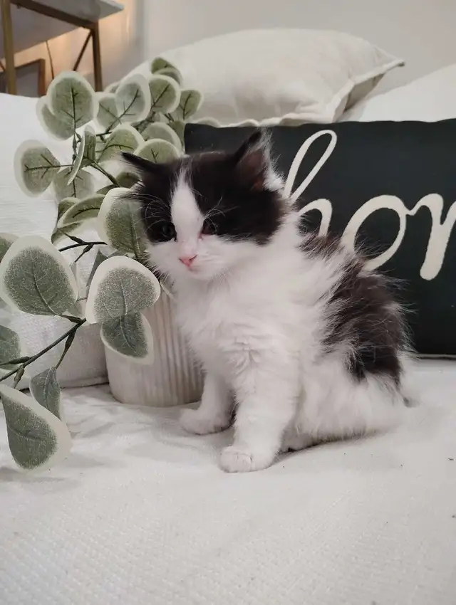 Chaton Sibérien hypoallergene - Photo 2