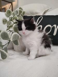 Chaton Sibérien hypoallergene - Photo 2