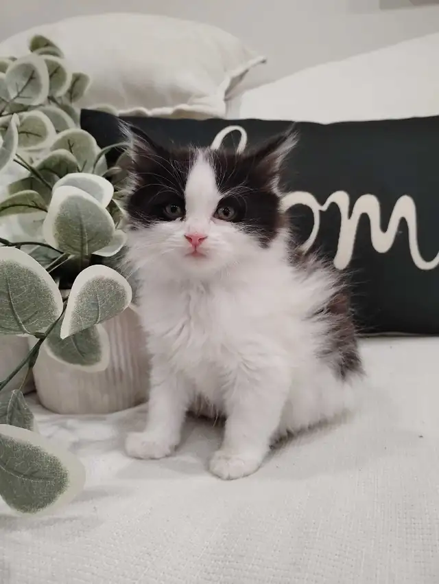 Chaton Sibérien hypoallergene - Photo 4