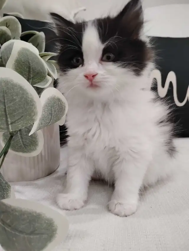 Chaton Sibérien hypoallergene - Photo 6