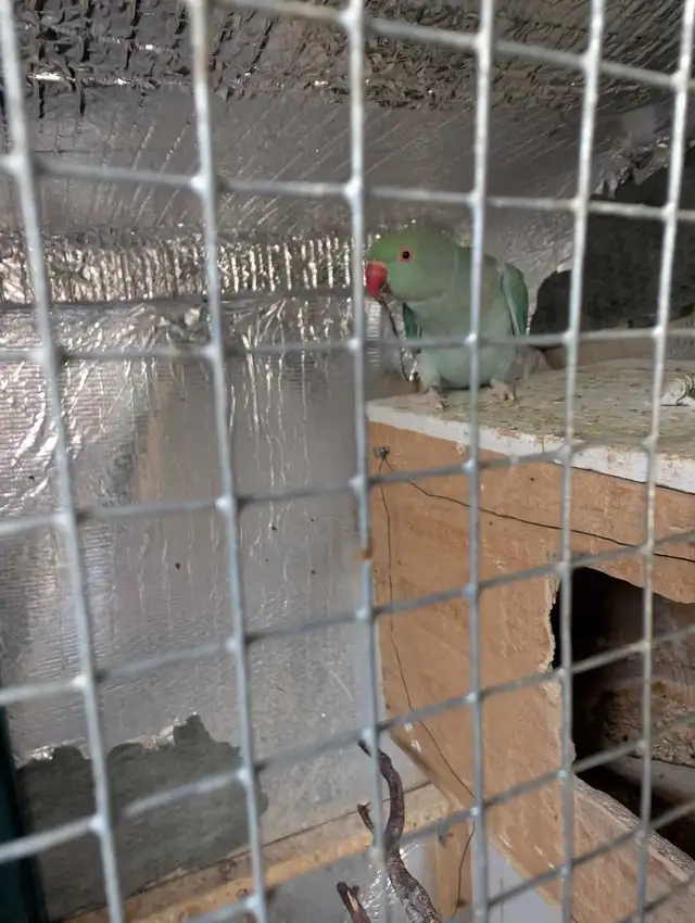 Indian rednecks pear for sale