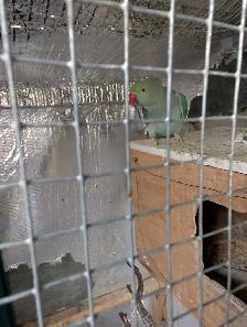 Indian rednecks pear for sale