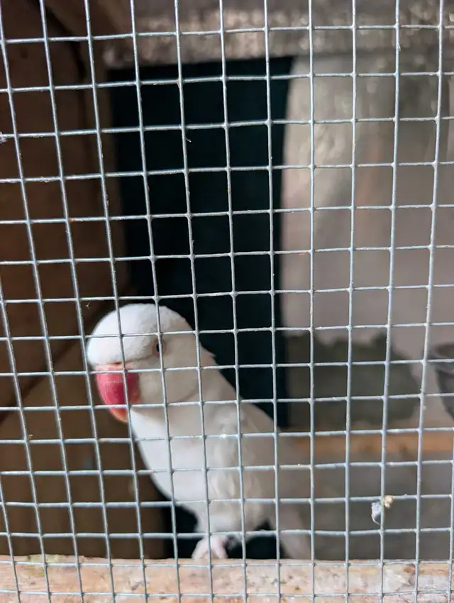 Indian rednecks pear for sale - Photo 2