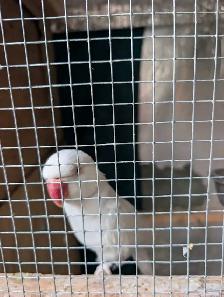 Indian rednecks pear for sale - Photo 2