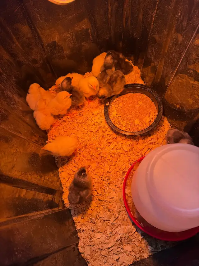 8 purebred leghorns/6 purebred Plymouth Rock chicks