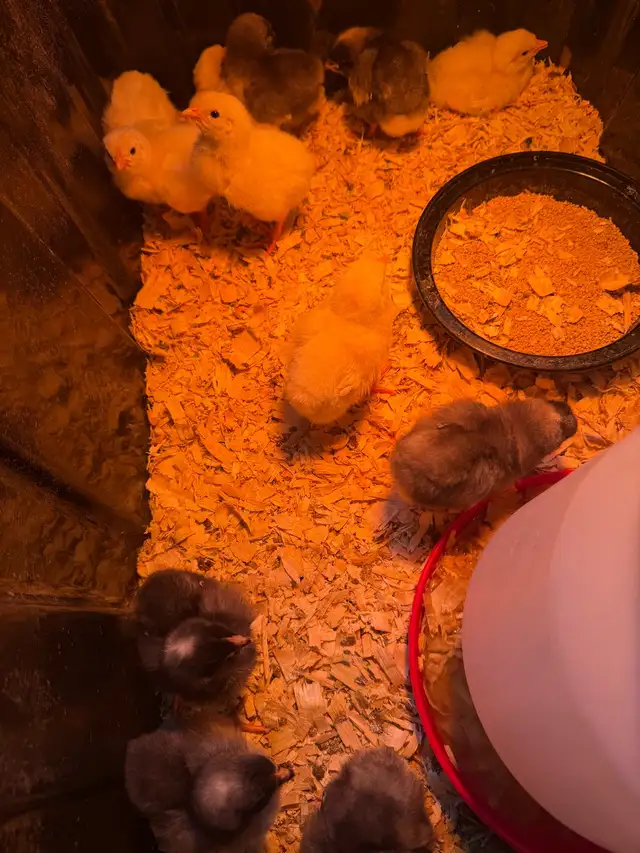 8 purebred leghorns/6 purebred Plymouth Rock chicks - Photo 2