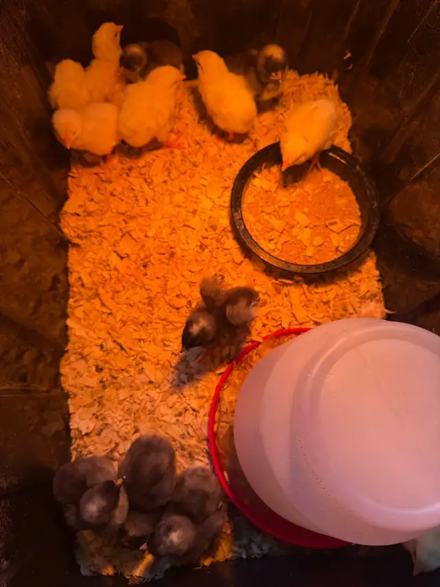 8 purebred leghorns/6 purebred Plymouth Rock chicks - Photo 3