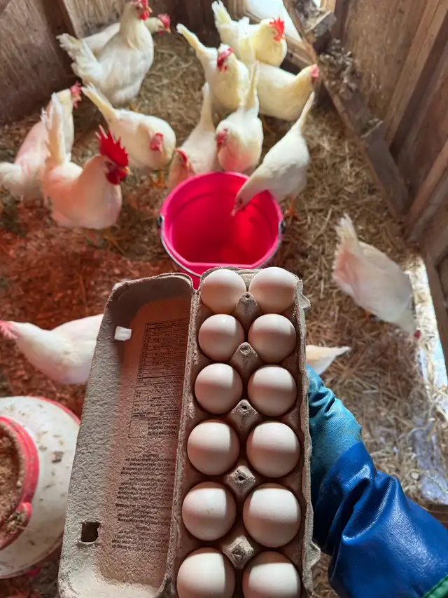 8 purebred leghorns/6 purebred Plymouth Rock chicks - Photo 4