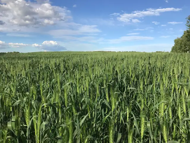 640 acre farm for sale - Photo 7