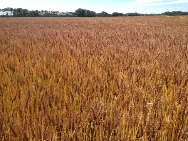 640 acre farm for sale - Photo 10