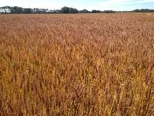 640 acre farm for sale - Photo 10