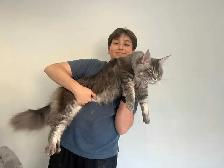 Meet Your Future Gentle Giant – Purebred Maine Coon Kittens - Photo 2