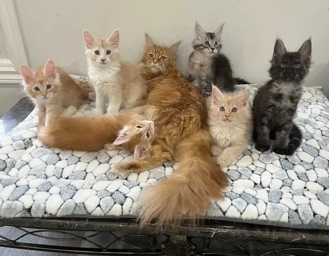 Meet Your Future Gentle Giant – Purebred Maine Coon Kittens - Photo 3