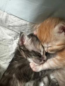 Meet Your Future Gentle Giant – Purebred Maine Coon Kittens - Photo 5