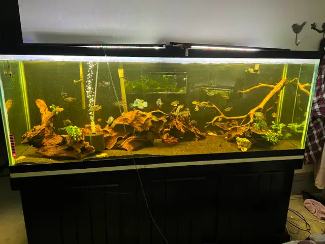 COMPLETE 150 GALLON AQUARIUM SET UP