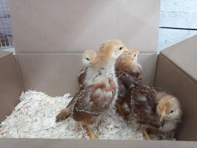 Rhode Island Red chicks
