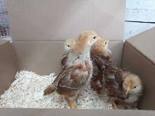 Rhode Island Red chicks