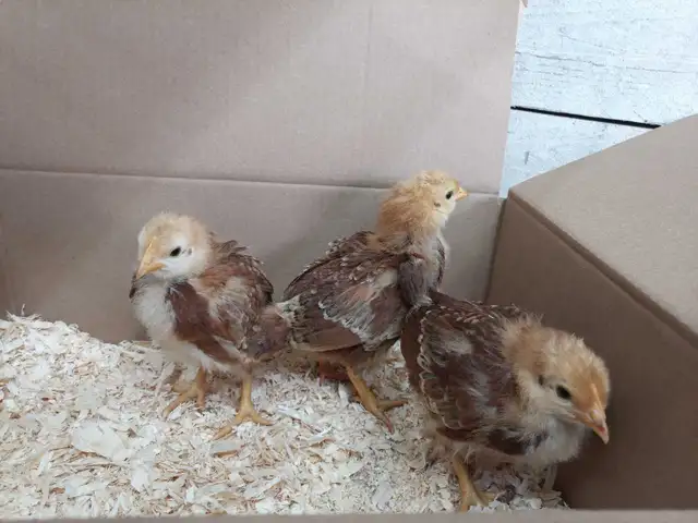 Rhode Island Red chicks - Photo 2