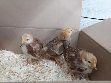 Rhode Island Red chicks - Photo 2