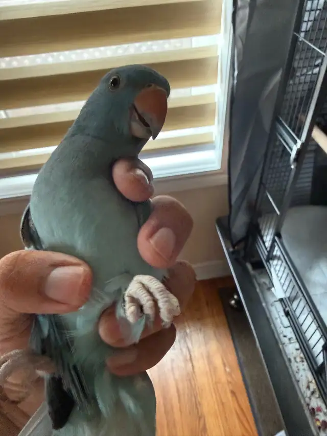 ringneck parrot baby with his new cage and toys