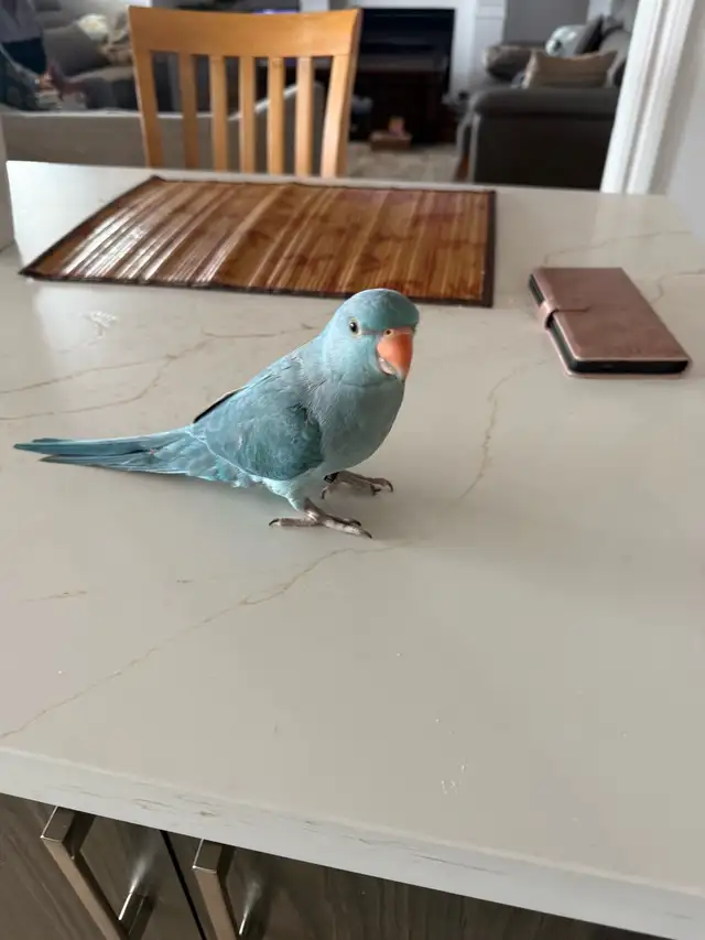 ringneck parrot baby with his new cage and toys - Photo 2
