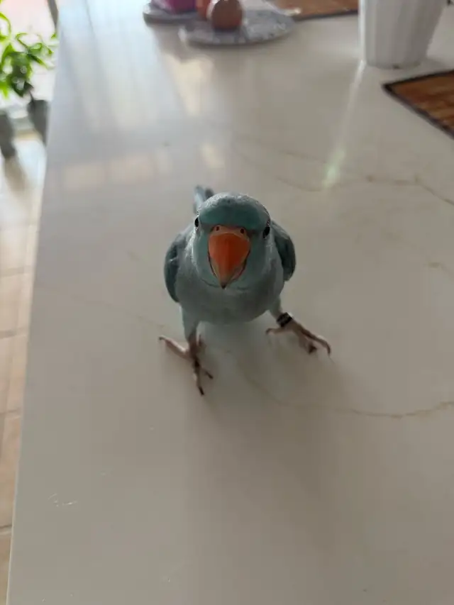 ringneck parrot baby with his new cage and toys - Photo 3