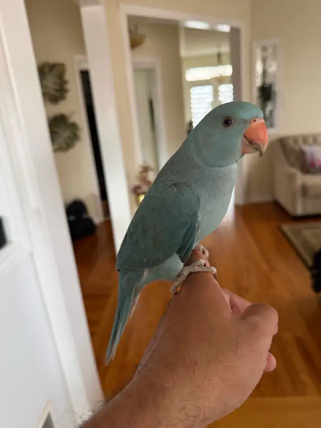 ringneck parrot baby with his new cage and toys - Photo 4