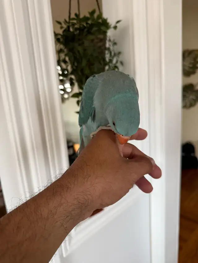 ringneck parrot baby with his new cage and toys - Photo 5