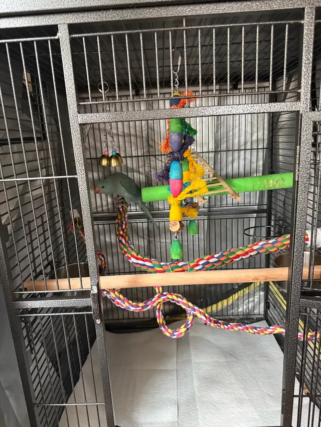 ringneck parrot baby with his new cage and toys - Photo 6