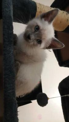 PUREBRED SIAMESE KITTENS