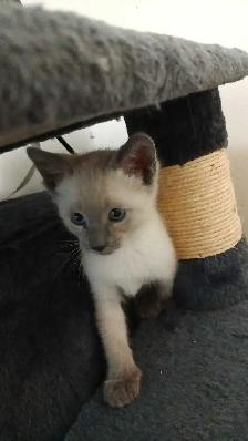 PUREBRED SIAMESE KITTENS - Photo 2