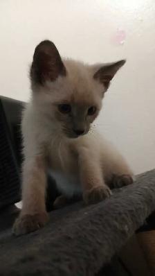 PUREBRED SIAMESE KITTENS - Photo 3