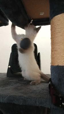 PUREBRED SIAMESE KITTENS - Photo 4