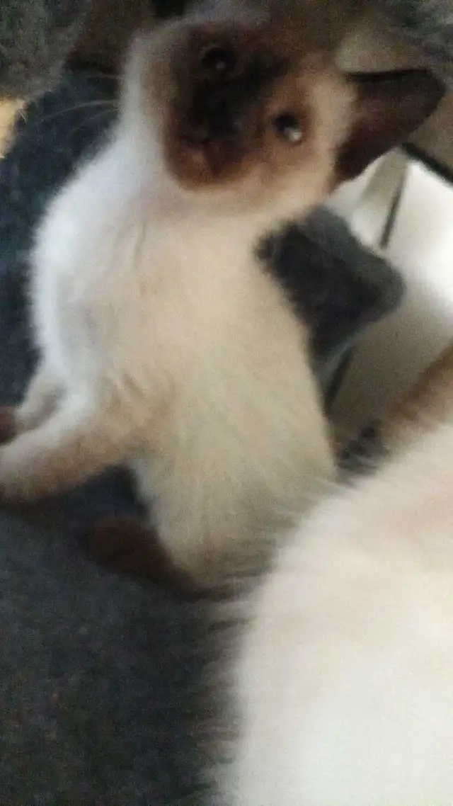 PUREBRED SIAMESE KITTENS - Photo 5