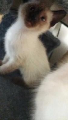 PUREBRED SIAMESE KITTENS - Photo 5