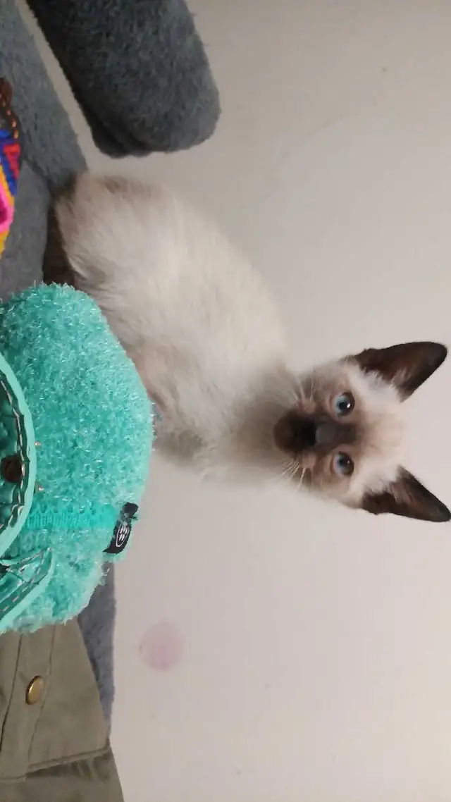 PUREBRED SIAMESE KITTENS - Photo 6