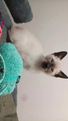 PUREBRED SIAMESE KITTENS - Photo 6