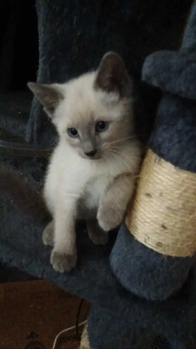 PUREBRED SIAMESE KITTENS - Photo 7