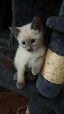 PUREBRED SIAMESE KITTENS - Photo 7