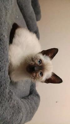 PUREBRED SIAMESE KITTENS - Photo 8
