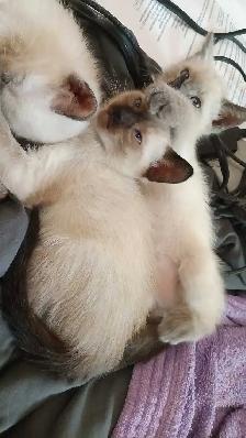 PUREBRED SIAMESE KITTENS - Photo 9