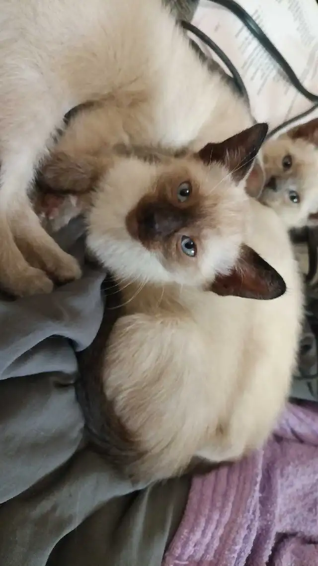 PUREBRED SIAMESE KITTENS - Photo 10